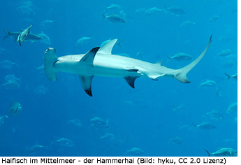 Hai im Mittelmeer, T�rkei