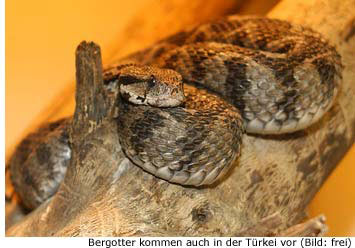 Bergotter - giftige Schlange in der Trkei